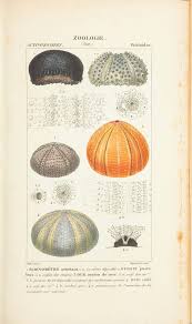 Zoological Atlas Illustration Vintage Illustration Scientific Illustration