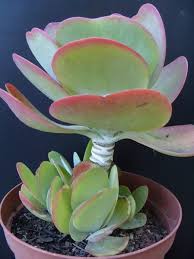 Kalanchoe Thyrsiflora Le Blog De Foudecactus Over Blog Com Bouture Cactus Jardin De Succulentes Jardin De Plantes Grasses