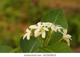 Image result for Holarrhena floribunda