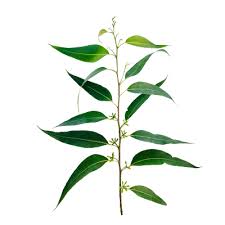 Image result for Melaleuca leucadendron