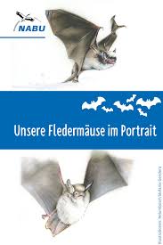 Heimische Fledermause Im Portrait Nabu Fledermaus Zwergfledermaus Und Saugetiere