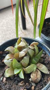 Image result for Ficus pygmaea