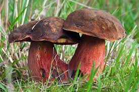 Browse 33 satanas stock photos and images available, or start a new search to explore more stock photos and images. Uk Fungus Day On Twitter Boletus Satanas Or The Devil S Bolete Is Very Distinctive And Very Poisonous Bolete Fungus Https T Co Lbgurvii6a
