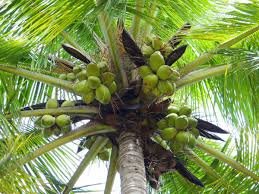 Trees grown in proper conditions produce 50 coconuts or more annually and the tree flowers periodically throughout the year. Free Images Nature Branch Fruit Palm Tree Trunk Ripe Environment Food Jungle Ingredient Produce Natural Fresh Botany Agriculture Juicy Healthy Dharwad Delicious Health Leaves Outdoors Nutrition Branches Tasty Vegetarian Raw