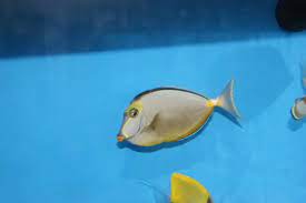 Naso Tang Naso Lituratus For More Information Or A Complete Price List Please E Mail Contactus Wholemarine Com Fish Pet Tropical Fish Pets