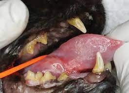 Sadly, this type of cancer is often not discovered until it's already in advanced stages when treatment options are few. A Review Of Feline Oral Squamous Cell Carcinoma