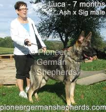 Our Large German Shepherds Shepherd Puppies German Shepherd Puppies Large German Shepherd