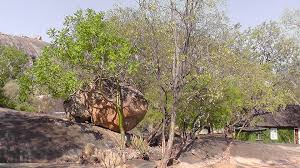 Image result for Ptaeroxylon obliquum