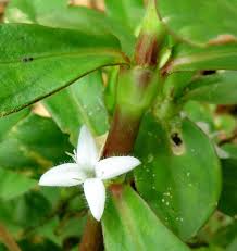 Image result for Diodia flavescens