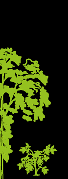 Controlling pest plants will not only benefit the immediate land but also nearby ecosystems by slowing weeds from spreading to other areas. Https Www Giz De En Downloads Giz2018 En Ipm Guideline Web De Pdf