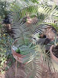 Image result for Encephalartos lebomboensis