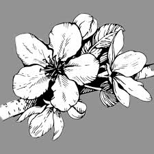 Black and white flowers drawings. Beautiful Flower Drawings 200 Pictures To Sketch