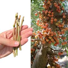 Image result for Ficus sycomorus