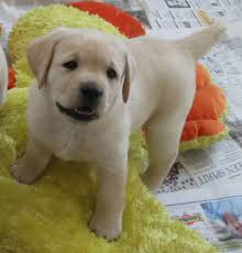 Both parents from field champion pedigrees, puppies have been brought up in family. Labrador Dog For Sale Olx Online Shopping