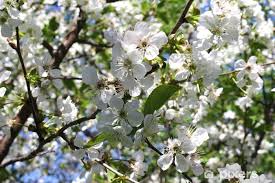 Maybe you would like to learn more about one of these? Carta Da Parati Filiale Di Un Albero Da Frutto In Fiore Con Fiori Bianchi Pixers Viviamo Per Il Cambiamento