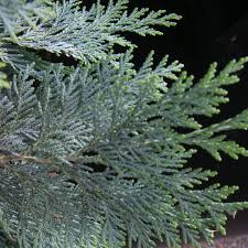 Auch wenn sie unverhofft eine einzelne pflanze austauschen müssen, wächst das loch in der hecke schnell wieder zu. Wie Stark Kann Ich Eine Hecke Zuruck Schneiden Baumpflegeportal