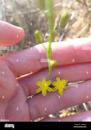 Image result for Bulbine favosa
