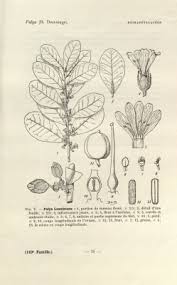 Image result for Carpolobia