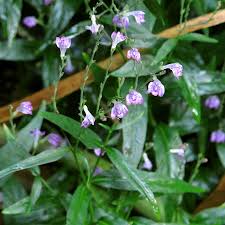 Image result for Justicia heterocarpa