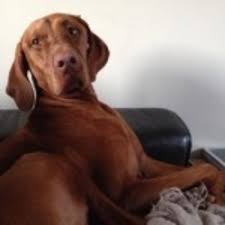 Maybe you would like to learn more about one of these? In Home Pet Sitting Or Boarding Services In Kalkaji New Delhi Centuary Pet Care Id 13879366291