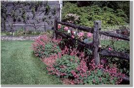 Abundant blooms starting in late june. Plants And Structures In Our Gardens Lgc