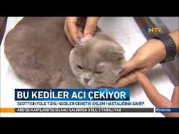 Bu Kediler Aci Cekiyor Scottish Fold Turu Kediler Genetik Eklem Hastasi Scottish Fold Maryland Genetik