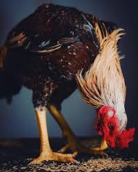 Selain gambar, kita juga memberikan. Ayam Shamo Ciri Ciri Jenis Harga Kelebihan Dan Kekurangan