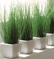 We'll tell you how to use them successfully for your own houseplants are normally grown in a nutrient containing growing media or growing medium which can be compost or soil, although it's often a. Grass In Pots Planter Pots Indoor Plants Indoor Plants