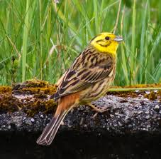 Superligaen update market values denmark: Datei Emberiza Citrinella Midtjylland Denmark Male 8 Jpg Wikipedia