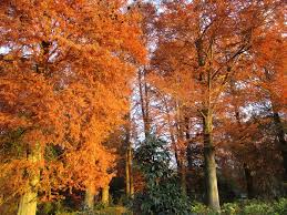 ラクウショウとメタセコイア／深谷市ホームページ