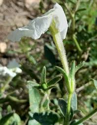 Image result for Petunia axillaris