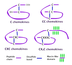 Chemokines And Chemokine Receptors