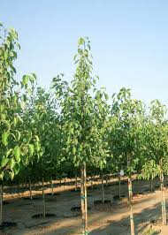 Image result for Pycreus permutatus