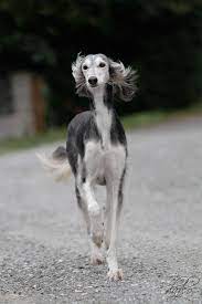350 Saluki Ideas In 2021 Saluki Saluki Dogs Sighthound