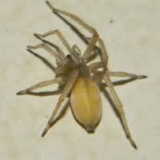 Cheiracanthium Mildei Northern Yellow Sac Spider Usa Spiders Spider Common Spiders Spider Species