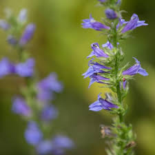 Image result for Lobelia inconspicua