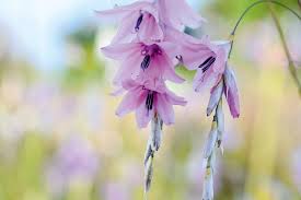 Image result for Dierama formosum