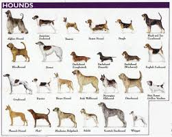 click on the link to view breeds hound dog breeds dog breeds dog breed selector