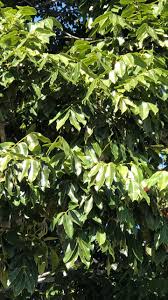 Image result for Deinbollia nyasica