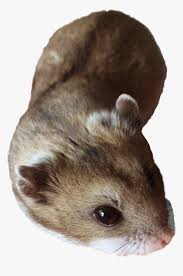 You can download and print the best transparent hamster hd png collection for free. Hamster Png Transparent Png Transparent Png Image Pngitem