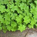 Image result for Geranium aculeolatum