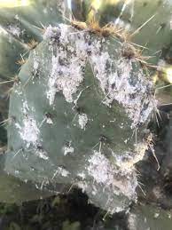 Fungus spots on cactus pads are common. What Is That White Stuff On My Cactus