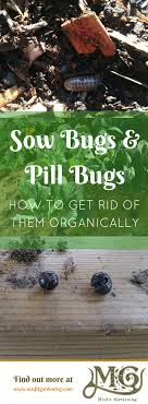 Tobacco water, the color of strong tea, usually works. How Do You Get Rid Of Sow Bugs Misfit Gardening