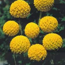 Drumstick Flower Flower Seeds Flora Flowers Billy Buttons