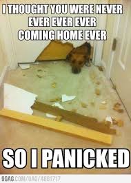I Panicked Dog Logic Funny Animal Pictures Funny Animals
