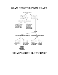 Microbilogy Flow Chart