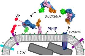 To research and report on the listed companies and their securities. Structure Of The Legionella Virulence Factor Sidc Reveals A Unique Pi 4 P Specific Binding Domain Essential For Its Targeting To The Bacterial Phagosome
