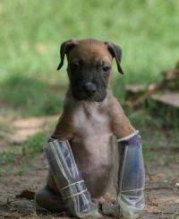 Read each bio very carefully, as not every boxer is suited for every home. Ways To Help Austin Boxer Rescue