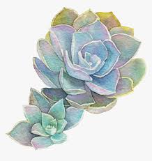 Download Transparent Background Watercolor Succulent Png Png Download Kindpng