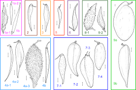 Image result for Cynanchum praecox